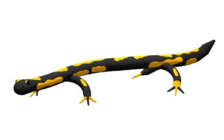 Balanciersalamander