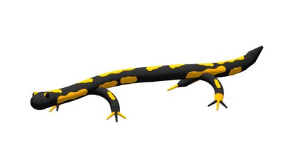 Balanciersalamander